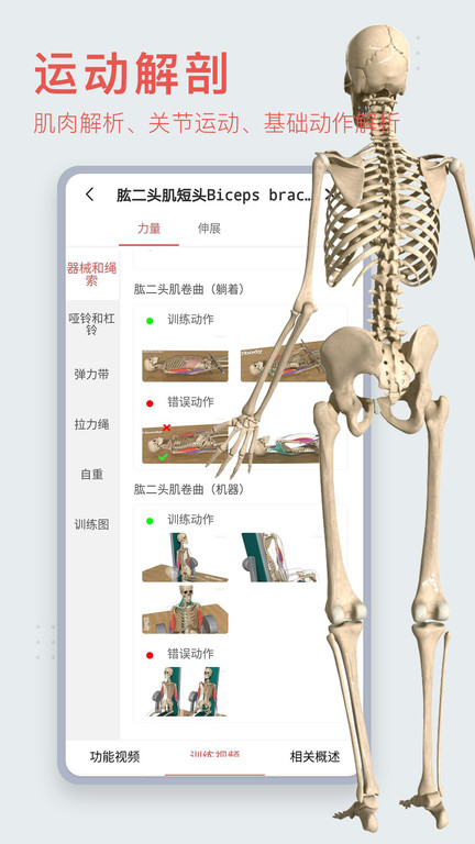 3d人体模型