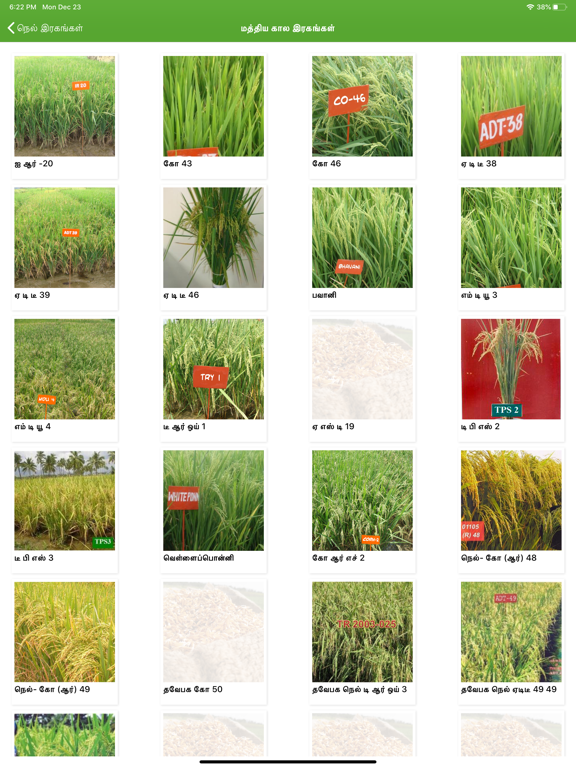 paddy varieties