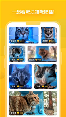 街猫app