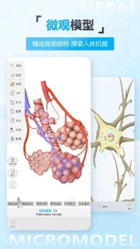 维萨里3d解剖